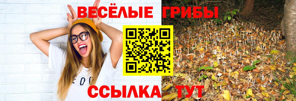 Псилоцибиновые грибы Psilocybe Новосибирск